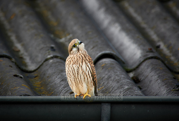 common kestrel (Falco tinnunculus)