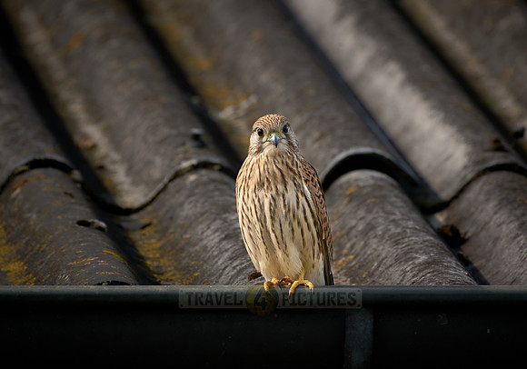 common kestrel (Falco tinnunculus)