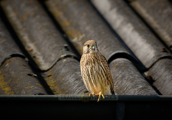 common kestrel (Falco tinnunculus)