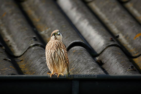 common kestrel (Falco tinnunculus)