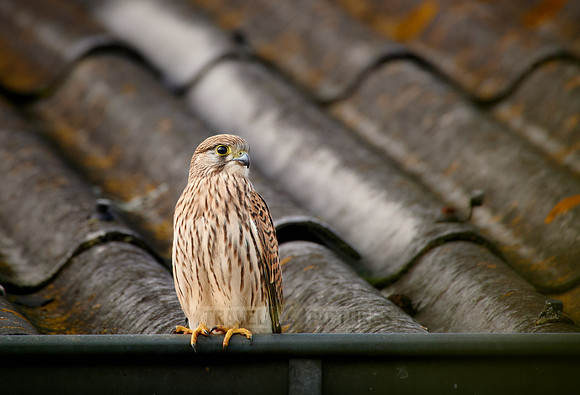 common kestrel (Falco tinnunculus)