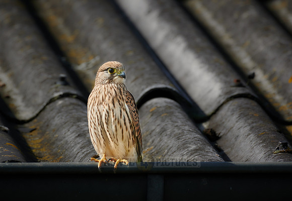 common kestrel (Falco tinnunculus)