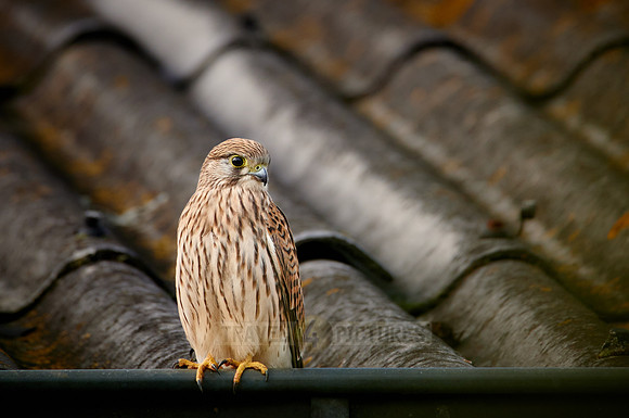 common kestrel (Falco tinnunculus)