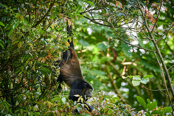 mantled howler (Alouatta palliata)