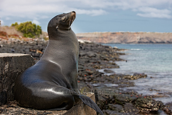 Galapagos-Seelöwe, Zalophus wollebaeki |Galapagos Sea Lion, Zalophus wollebaeki|
