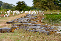 huge group yacare caiman