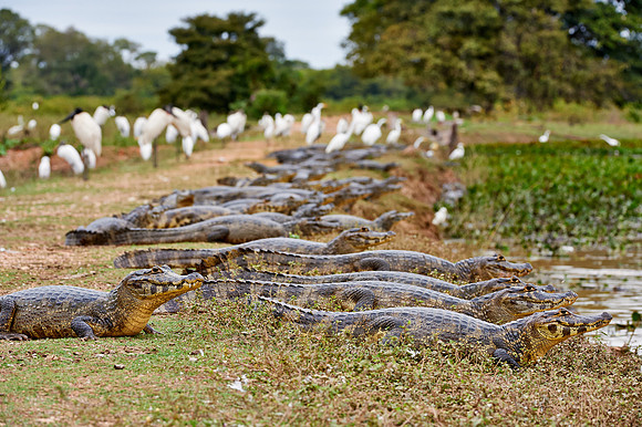huge group yacare caiman