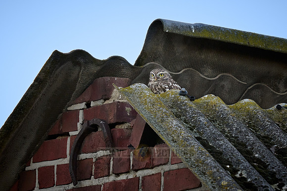little owl (Athene noctua) also known as the owl of Athena or owl of Minerva