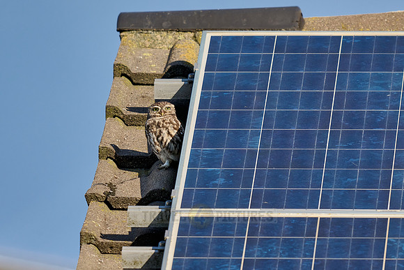 little owl (Athene noctua) also known as the owl of Athena or owl of Minerva