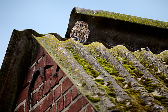 little owl (Athene noctua) also known as the owl of Athena or owl of Minerva