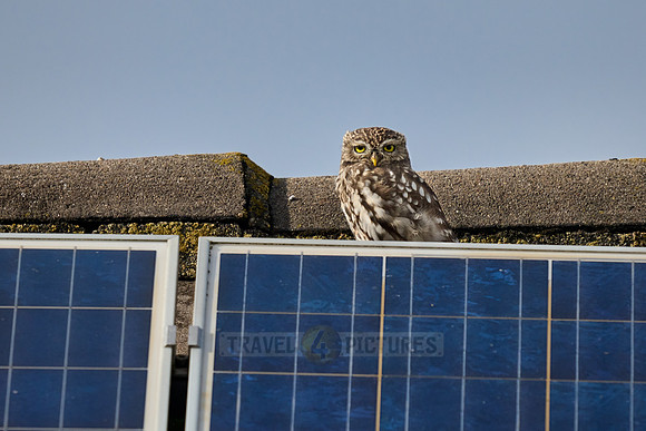 little owl (Athene noctua) also known as the owl of Athena or owl of Minerva
