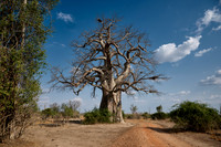 African baobab, 09-2024