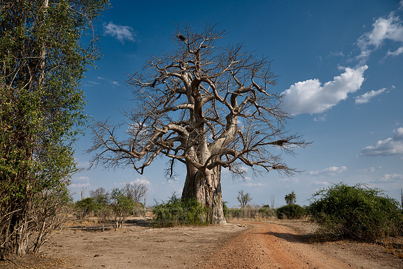 African baobab, Adansonia digitata