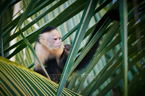 Panamanian white-faced capuchin (Cebus imitator)|