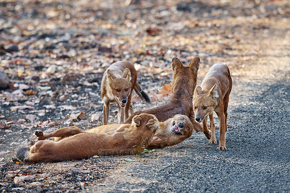 pack of dhole (Cuon alpinus) or indian wild dog