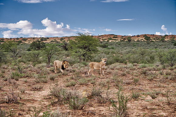 lion couple roaming the Kalahari