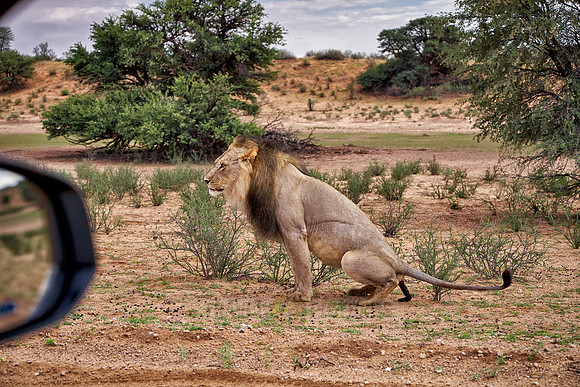 male lion on his morning toilet