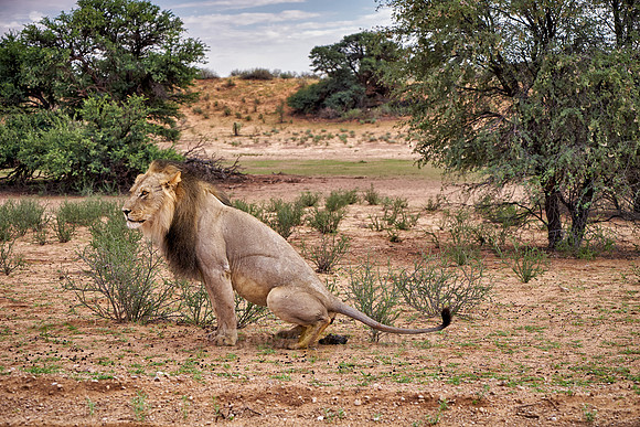 male lion on his morning toilet
