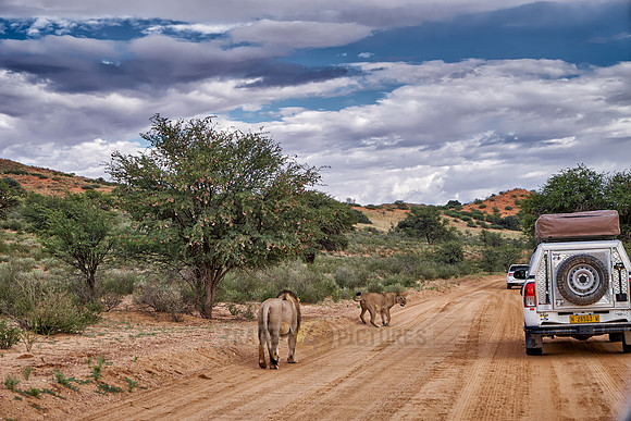 lioness looking into a car of a self driving tourist