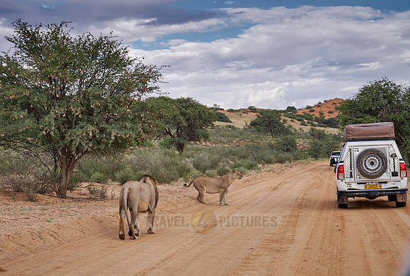 lioness looking into a car of a self driving tourist