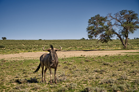 Blue wildebeest, Connochaetes taurinus