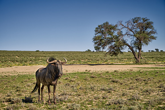 Blue wildebeest, Connochaetes taurinus