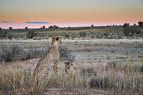 Cheetah with older cub