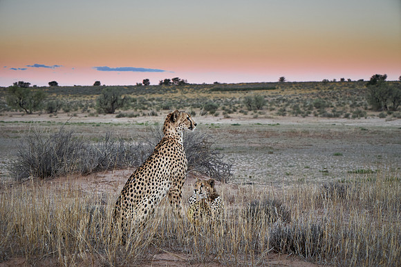 Cheetah with older cub