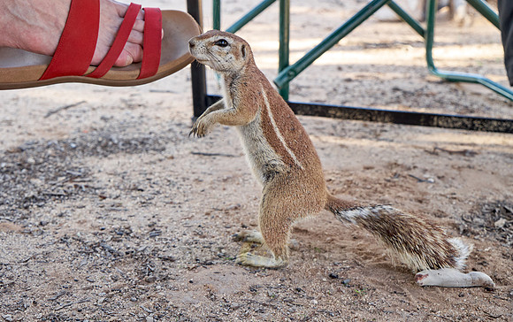 African ground squirrel on the foot of a tourist