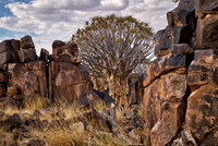 Quiver tree forest at sunset