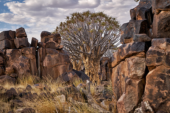 Quiver tree forest at sunset