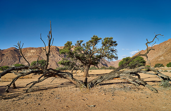 desert landscape on the farm Namtib