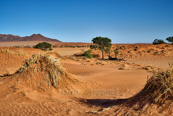 deserted landscape of NamibRand Nature Reserve
