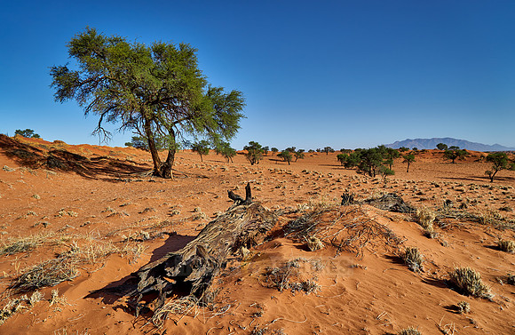 deserted landscape of NamibRand Nature Reserve