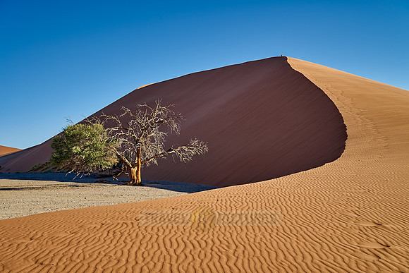 tree with dune 45, desert landscape of Namib