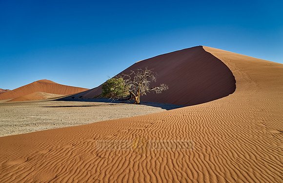 tree with dune 45, desert landscape of Namib