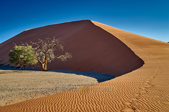tree with dune 45, desert landscape of Namib