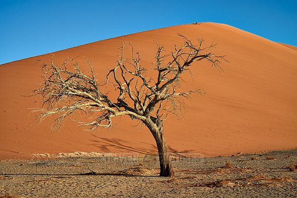 tree with dune 45, desert landscape of Namib