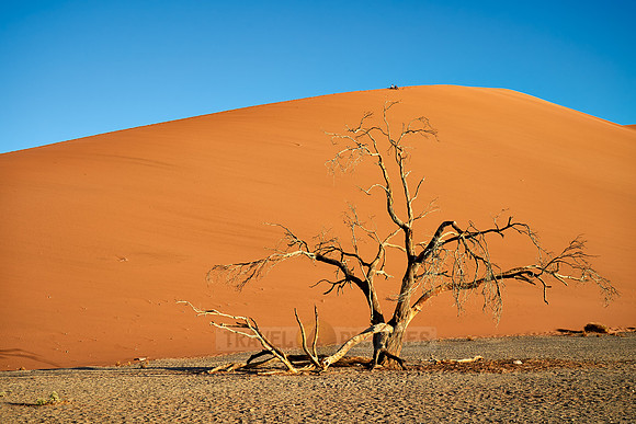 tree with dune 45, desert landscape of Namib