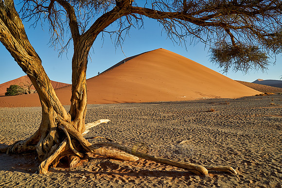 tree with dune 45, desert landscape of Namib