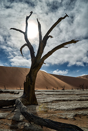 famous Dead Vlei with dead trees, desert landscape of Namib