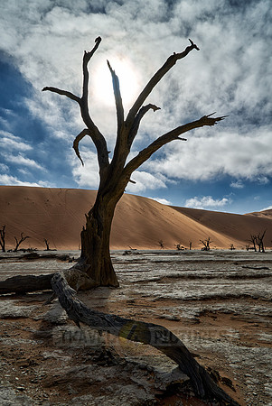 famous Dead Vlei with dead trees, desert landscape of Namib