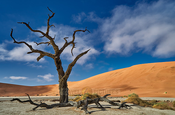 famous Dead Vlei with dead trees, desert landscape of Namib