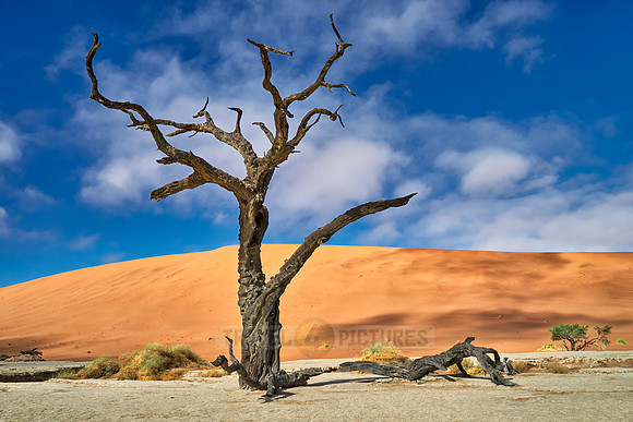 famous Dead Vlei with dead trees, desert landscape of Namib