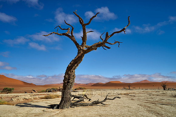 famous Dead Vlei with dead trees, desert landscape of Namib