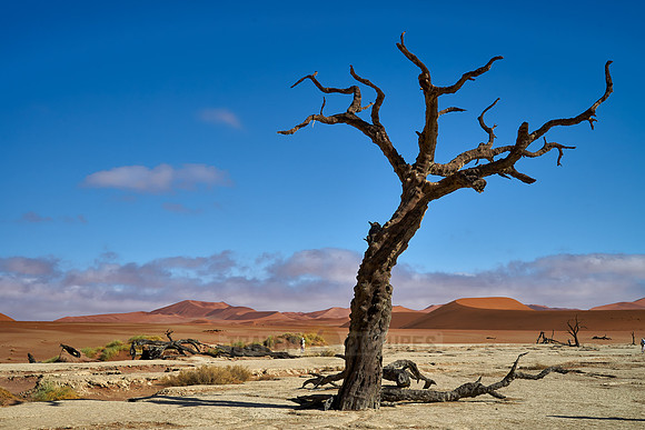 famous Dead Vlei with dead trees, desert landscape of Namib