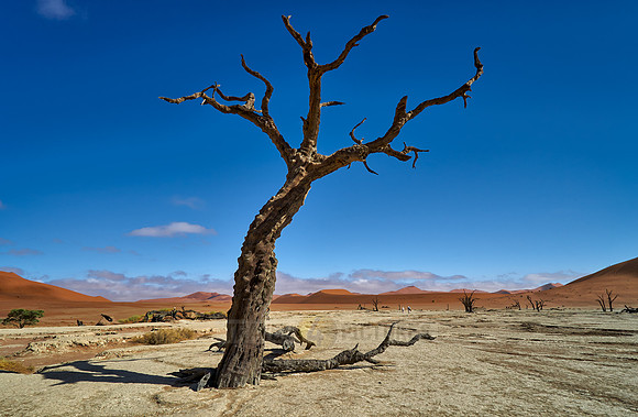 famous Dead Vlei with dead trees, desert landscape of Namib