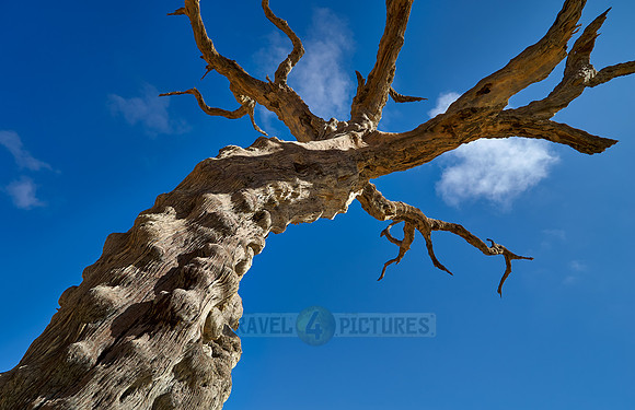 famous Dead Vlei with dead trees, desert landscape of Namib