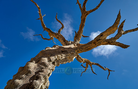 famous Dead Vlei with dead trees, desert landscape of Namib