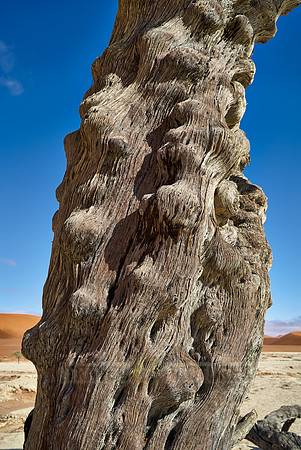famous Dead Vlei with dead trees, desert landscape of Namib